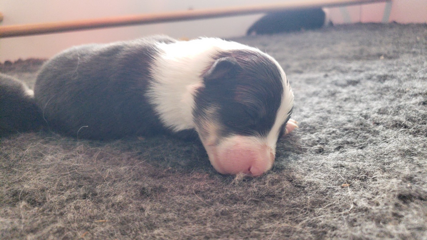 Of Chiprey's Hamlet - Chiots disponibles - Shetland Sheepdog