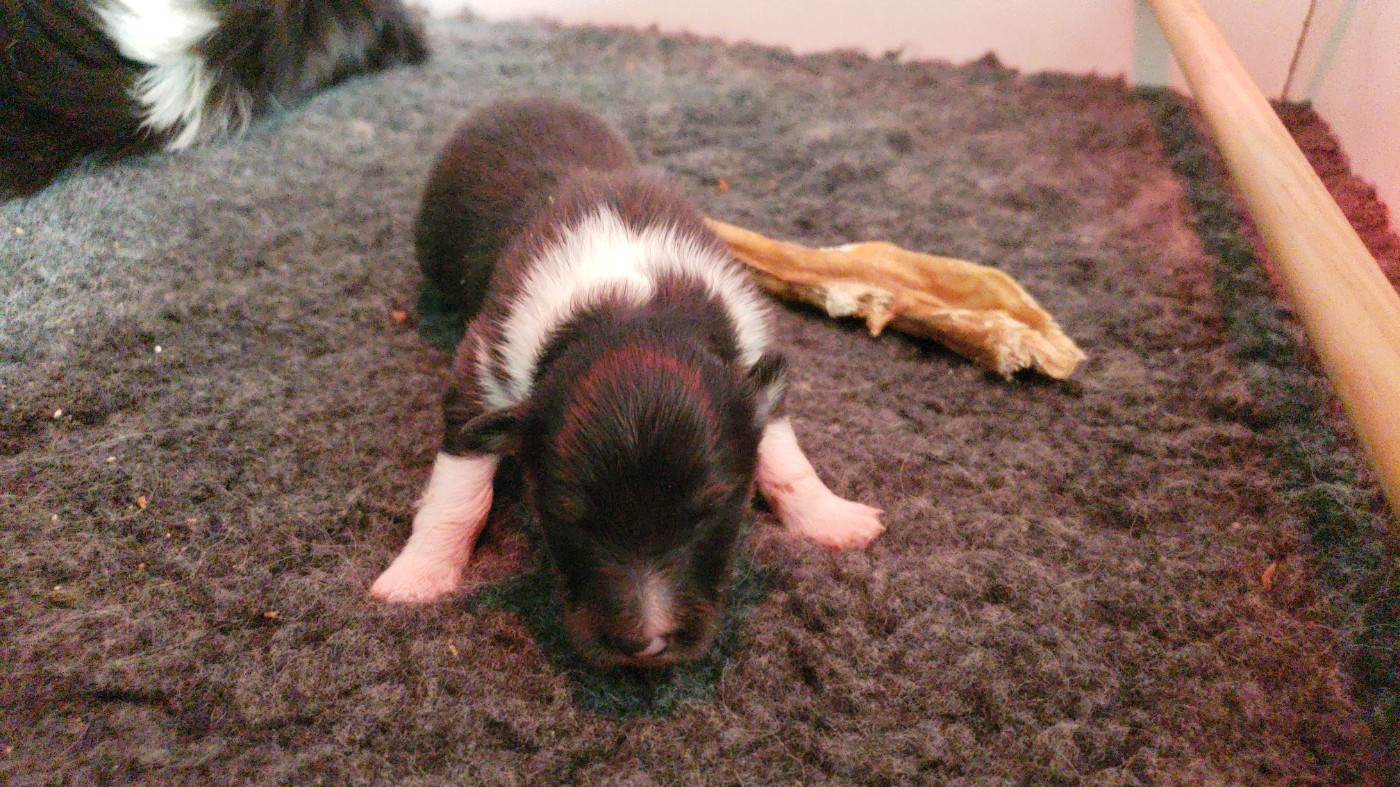 Of Chiprey's Hamlet - Chiots disponibles - Shetland Sheepdog