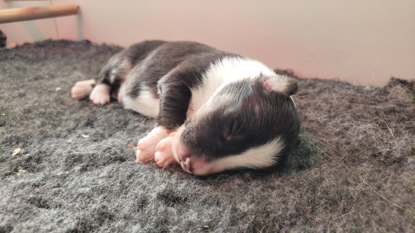 Of Chiprey's Hamlet - Chiots disponibles - Shetland Sheepdog