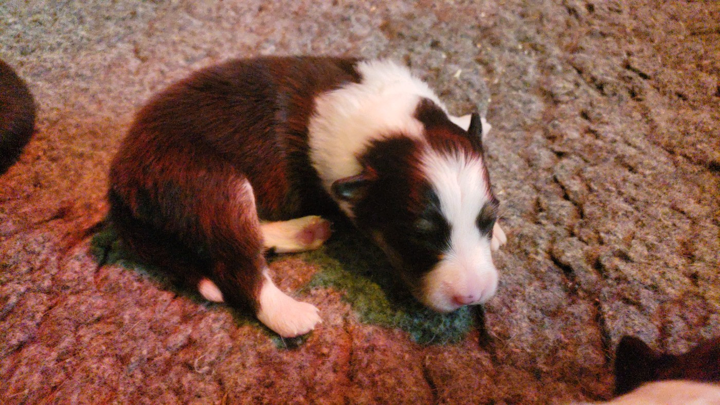 Of Chiprey's Hamlet - Chiots disponibles - Shetland Sheepdog