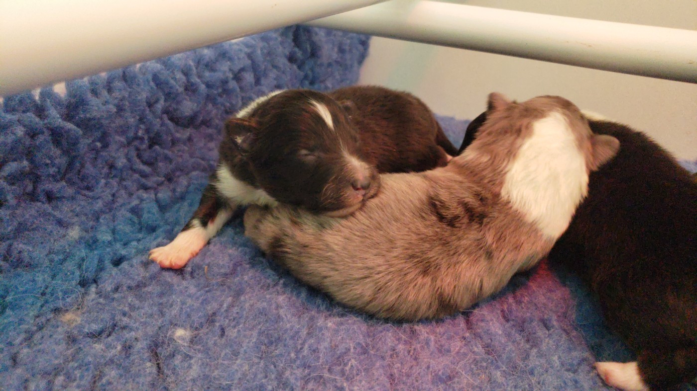 Of Chiprey's Hamlet - Chiots disponibles - Shetland Sheepdog
