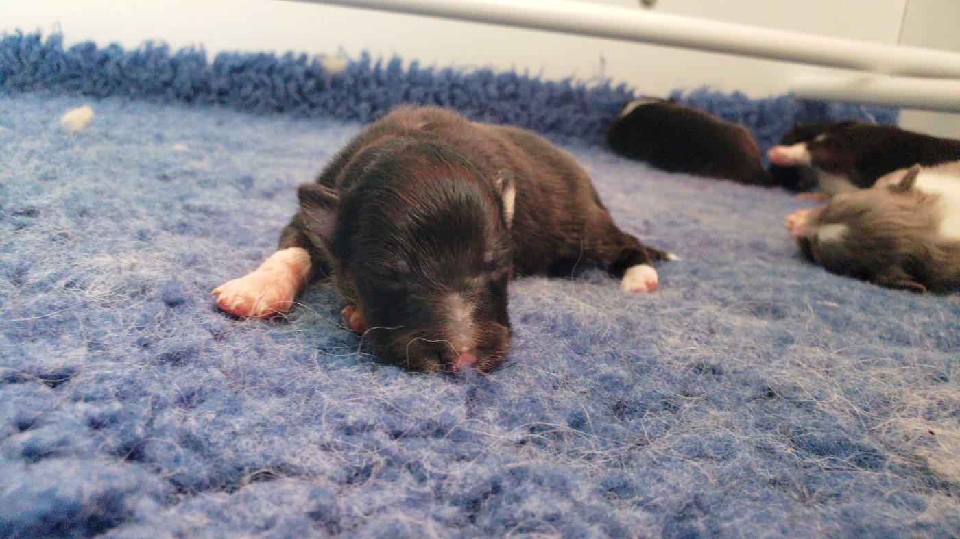 Of Chiprey's Hamlet - Chiots disponibles - Shetland Sheepdog