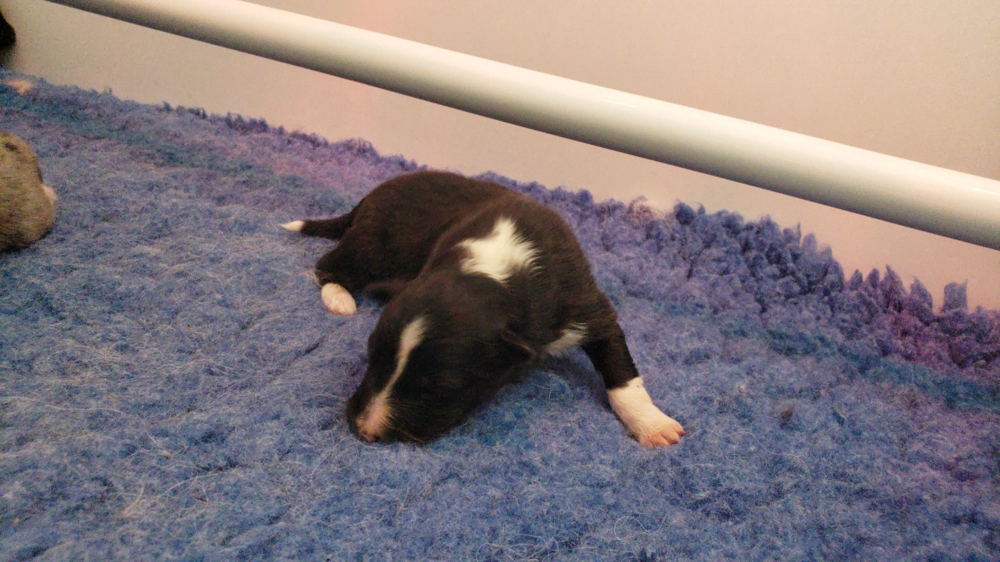 Of Chiprey's Hamlet - Chiots disponibles - Shetland Sheepdog