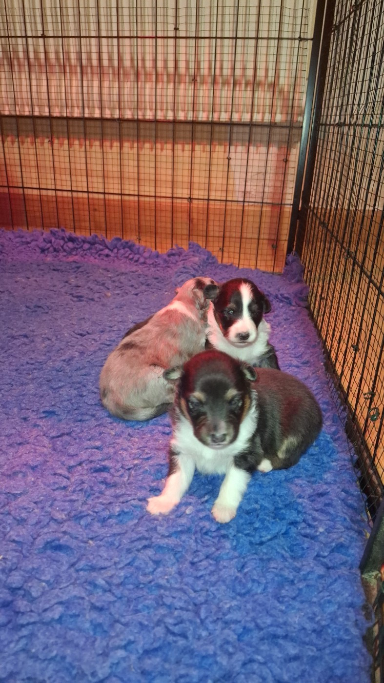 Of Chiprey's Hamlet - Chiots disponibles - Shetland Sheepdog
