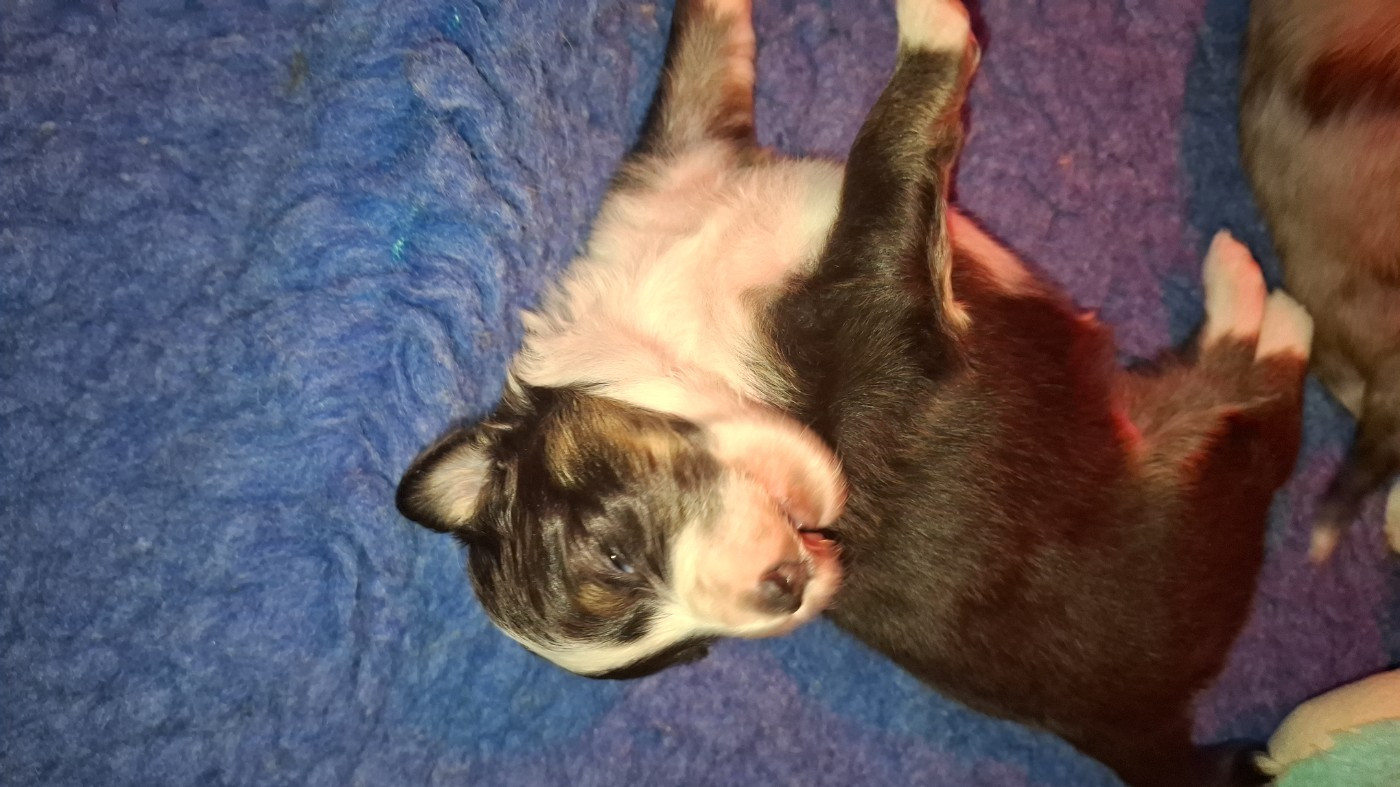 Of Chiprey's Hamlet - Chiots disponibles - Shetland Sheepdog