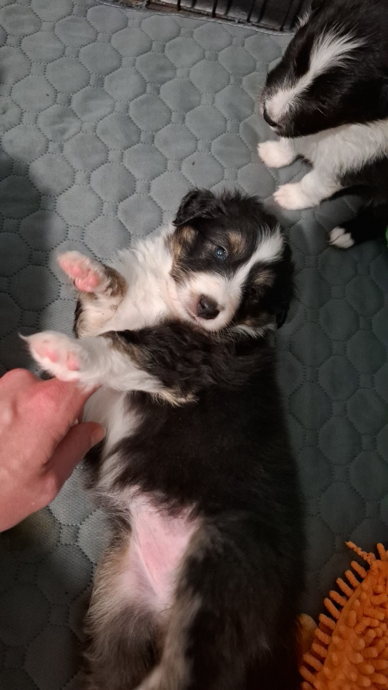 Of Chiprey's Hamlet - Chiots disponibles - Shetland Sheepdog