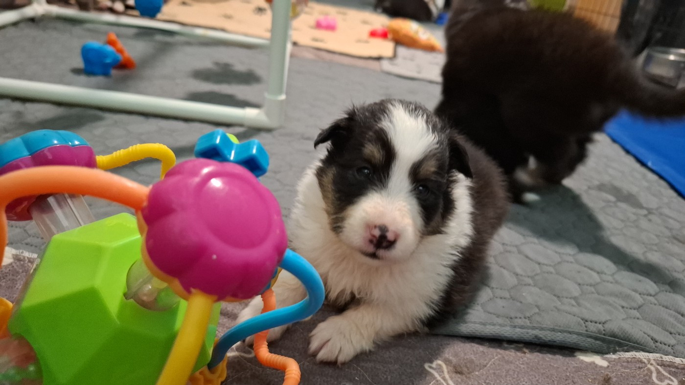 Of Chiprey's Hamlet - Chiots disponibles - Shetland Sheepdog