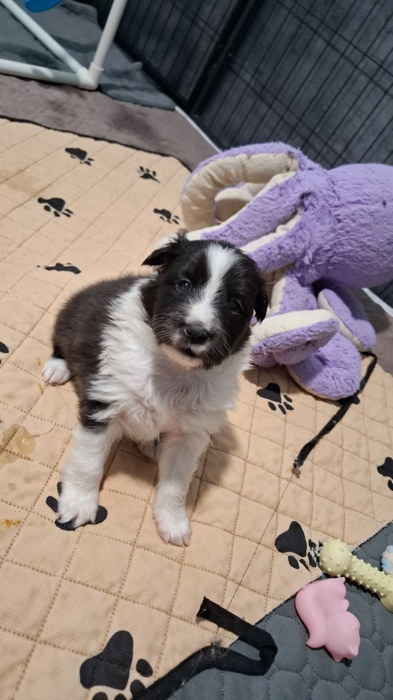 Of Chiprey's Hamlet - Chiots disponibles - Shetland Sheepdog