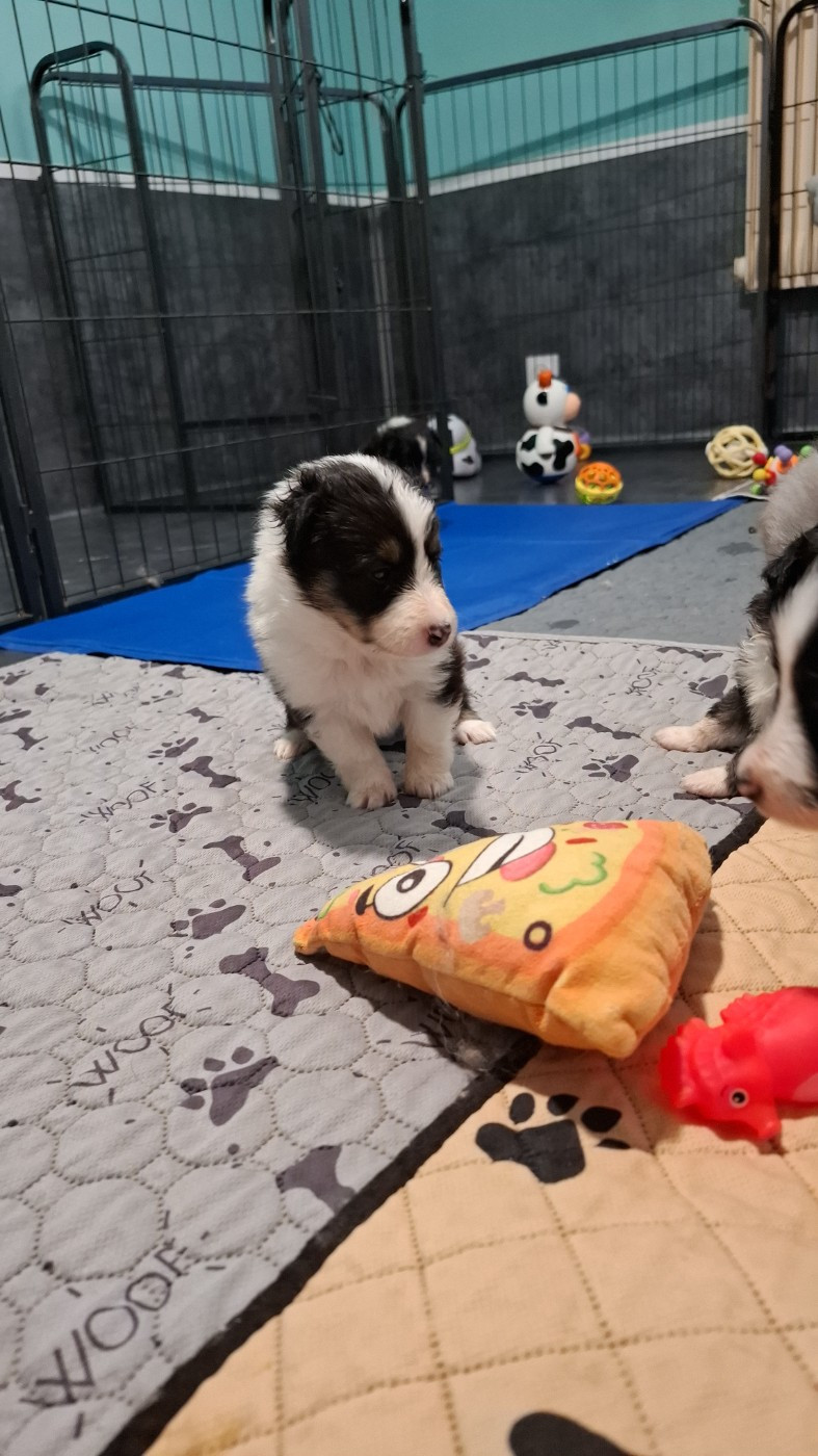 Of Chiprey's Hamlet - Chiots disponibles - Shetland Sheepdog