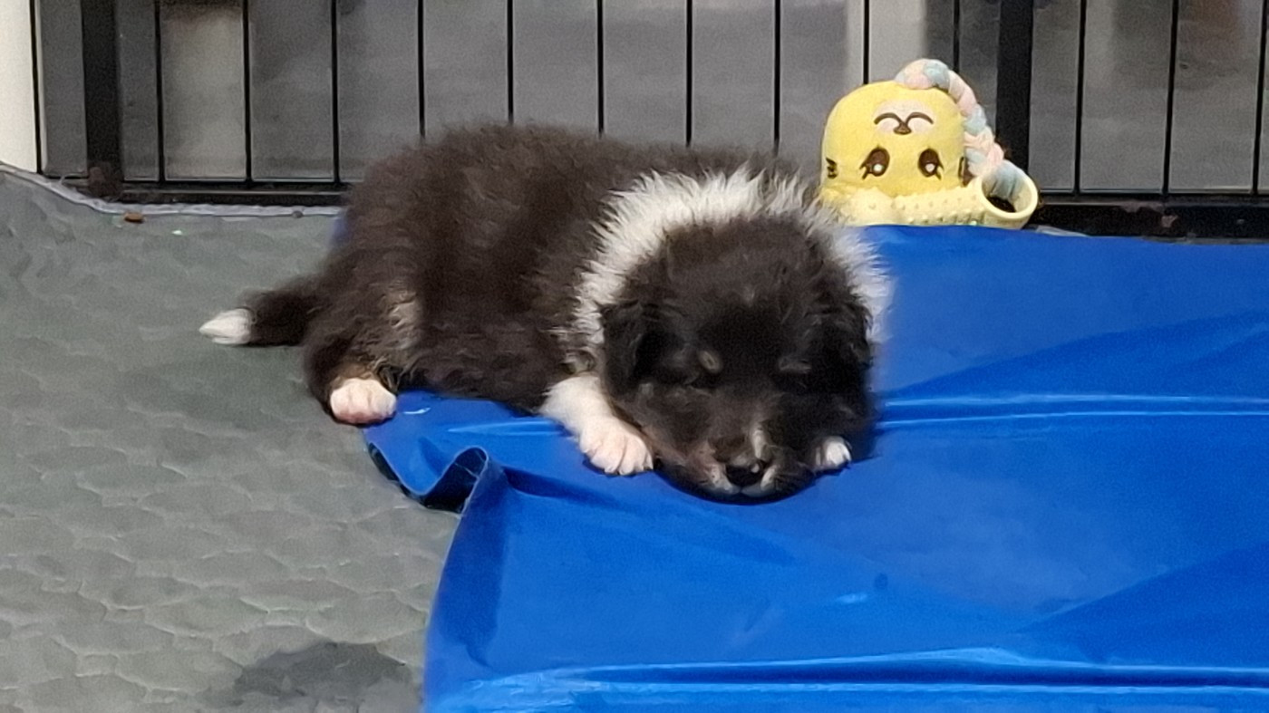 Of Chiprey's Hamlet - Chiots disponibles - Shetland Sheepdog