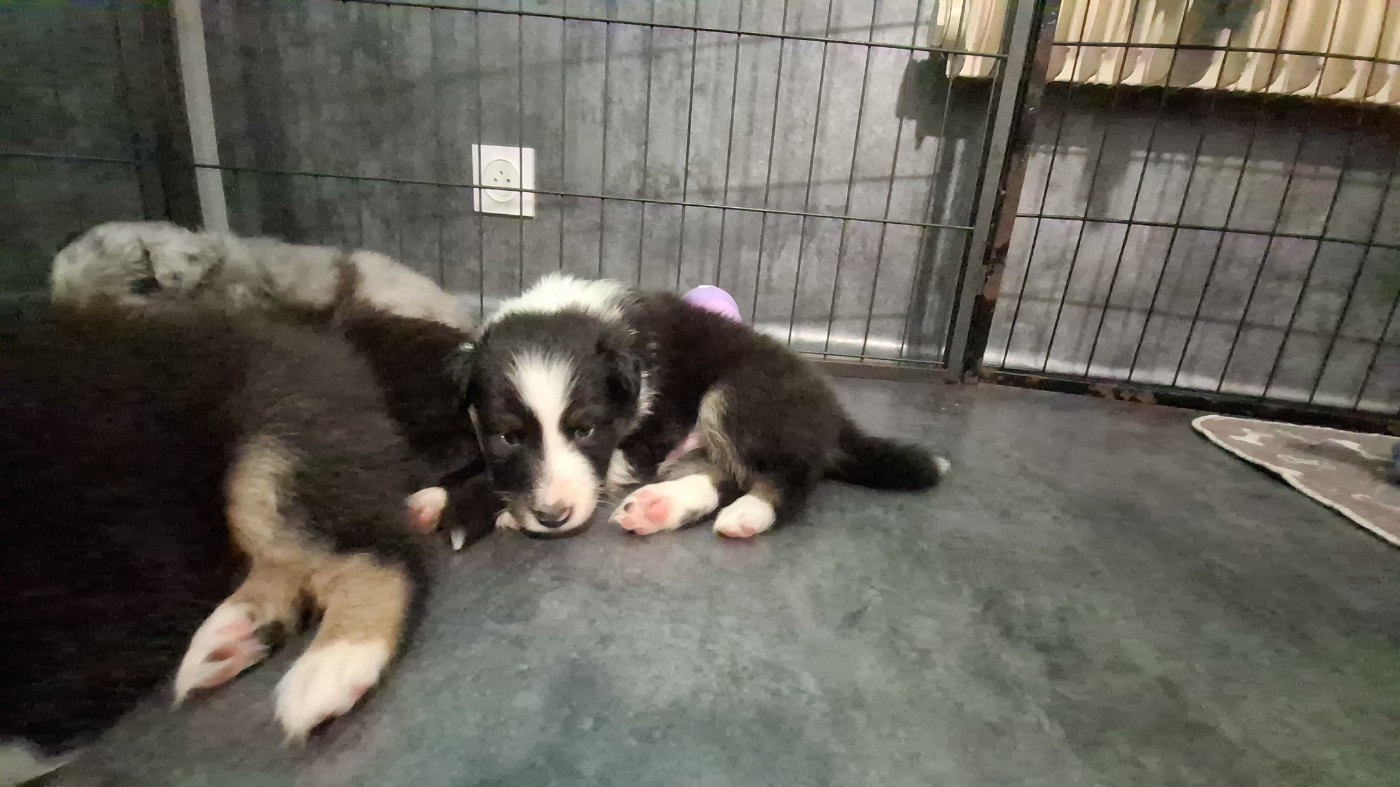 Of Chiprey's Hamlet - Chiots disponibles - Shetland Sheepdog