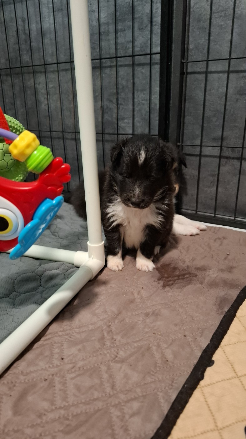 Of Chiprey's Hamlet - Chiots disponibles - Shetland Sheepdog
