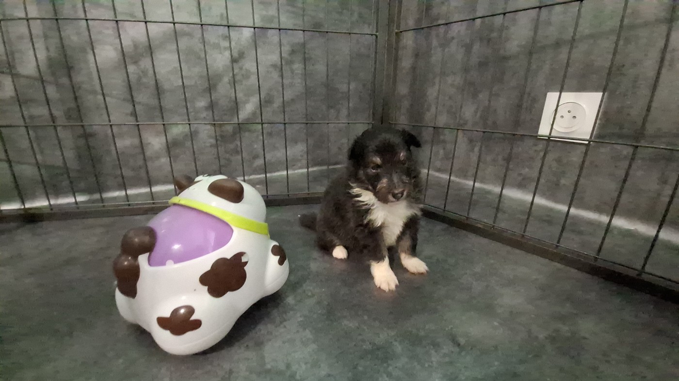 Of Chiprey's Hamlet - Chiots disponibles - Shetland Sheepdog