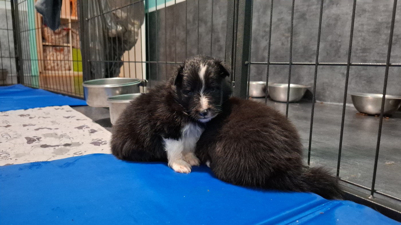 Of Chiprey's Hamlet - Chiots disponibles - Shetland Sheepdog