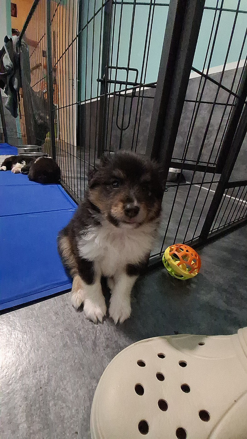 Of Chiprey's Hamlet - Chiots disponibles - Shetland Sheepdog