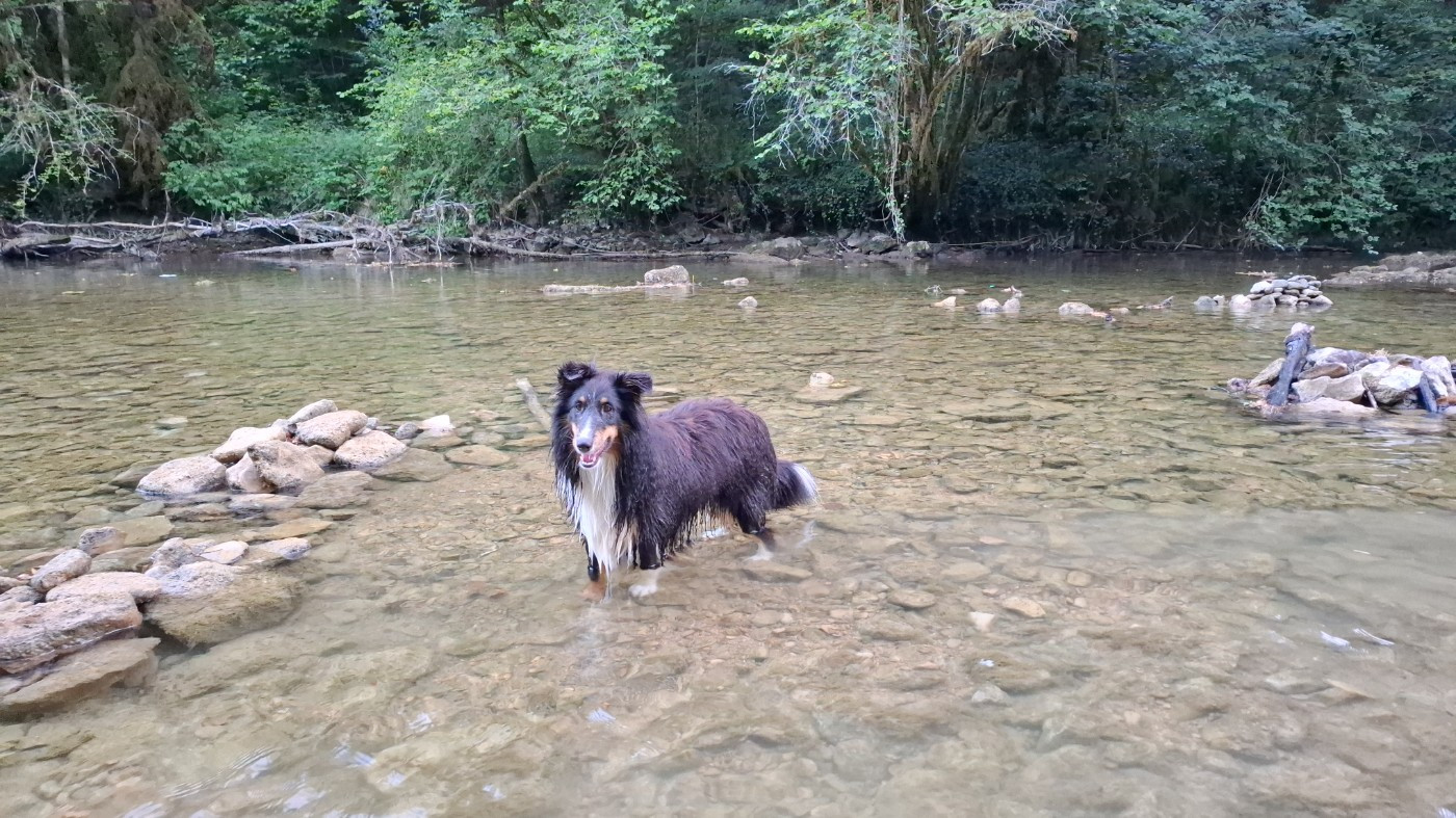 Of Chiprey's Hamlet - Chiots disponibles - Shetland Sheepdog