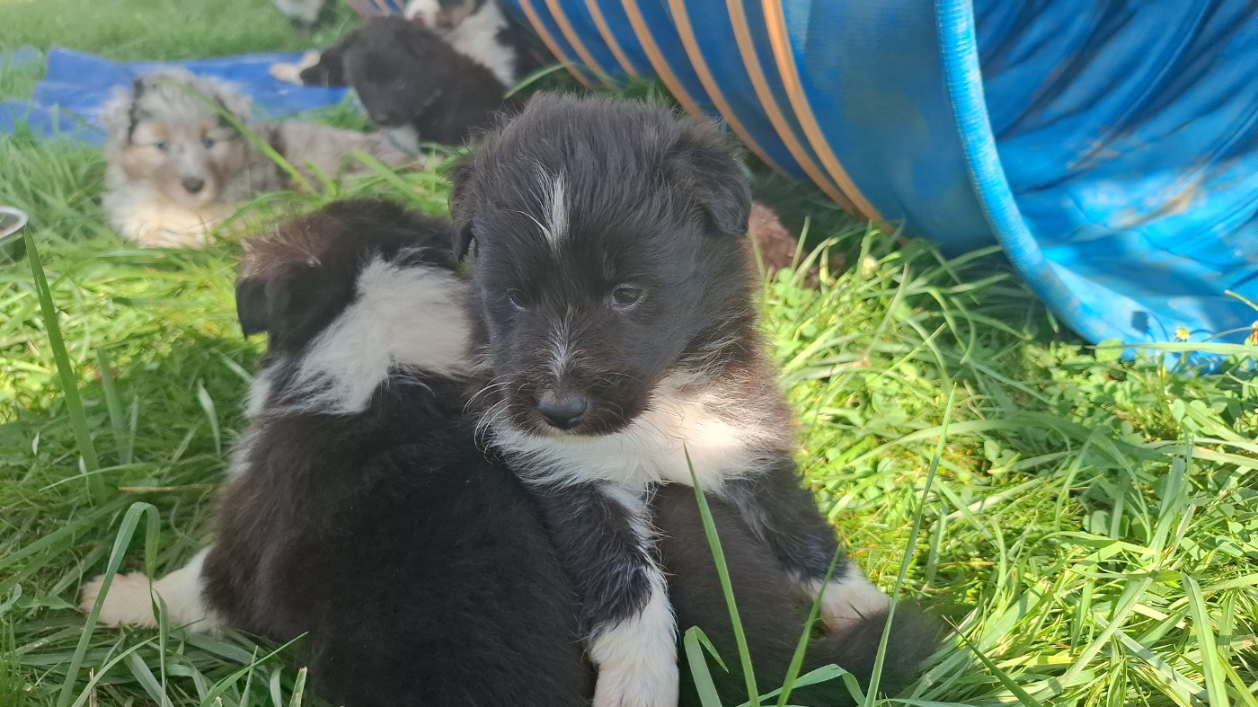 Of Chiprey's Hamlet - Chiots disponibles - Shetland Sheepdog
