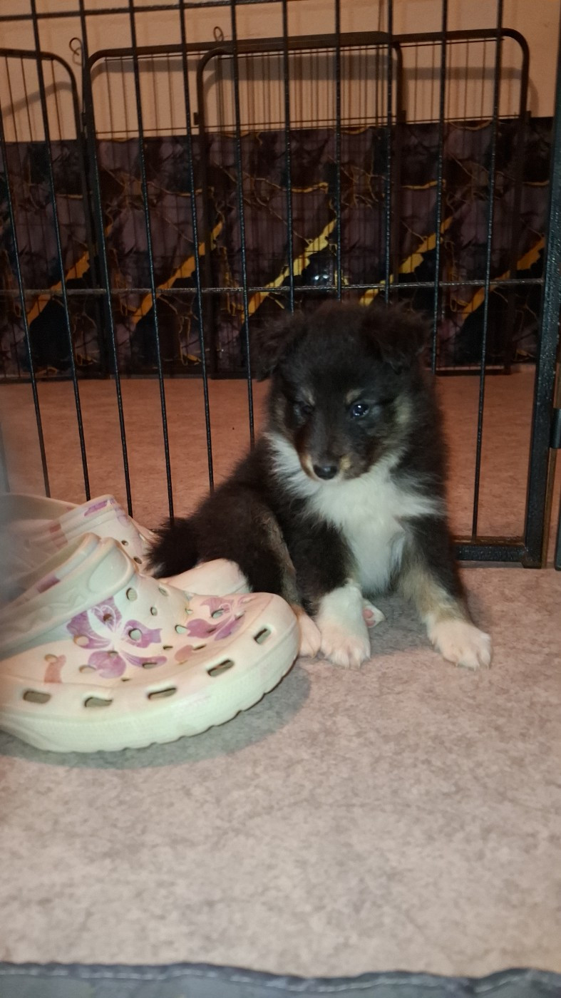 Of Chiprey's Hamlet - Chiots disponibles - Shetland Sheepdog