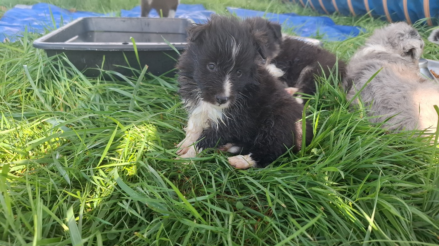 Of Chiprey's Hamlet - Chiots disponibles - Shetland Sheepdog