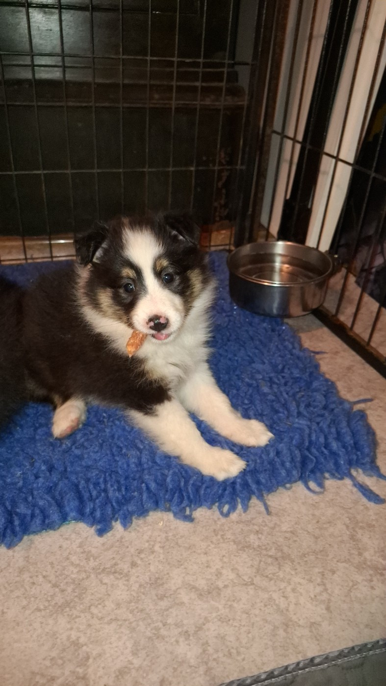 Of Chiprey's Hamlet - Chiots disponibles - Shetland Sheepdog