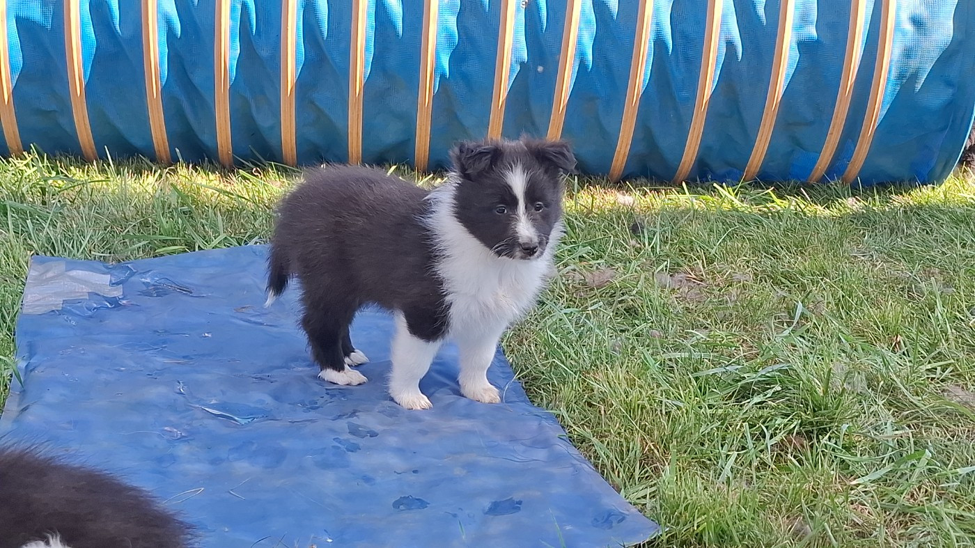 Of Chiprey's Hamlet - Chiots disponibles - Shetland Sheepdog