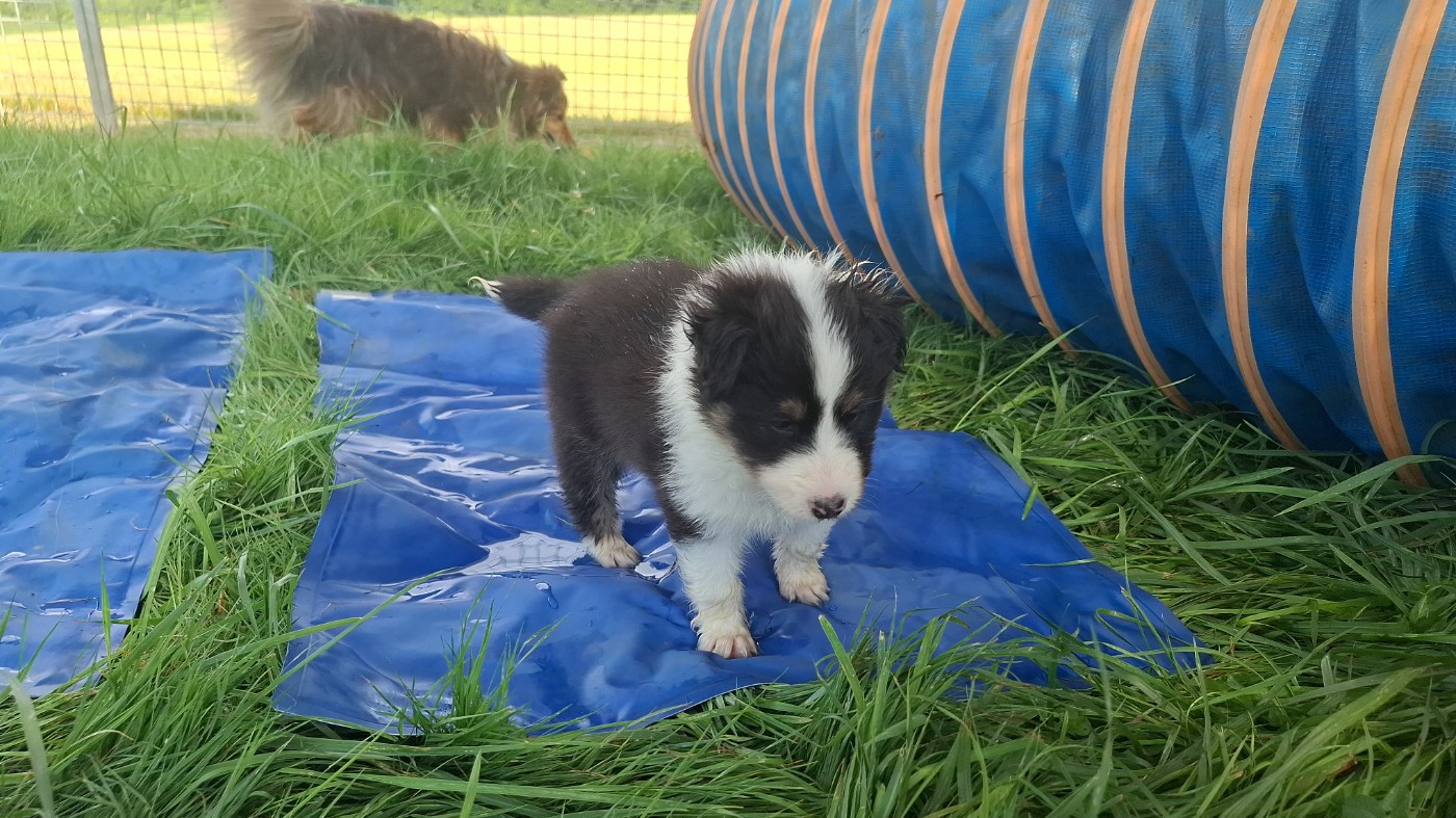 Of Chiprey's Hamlet - Chiots disponibles - Shetland Sheepdog