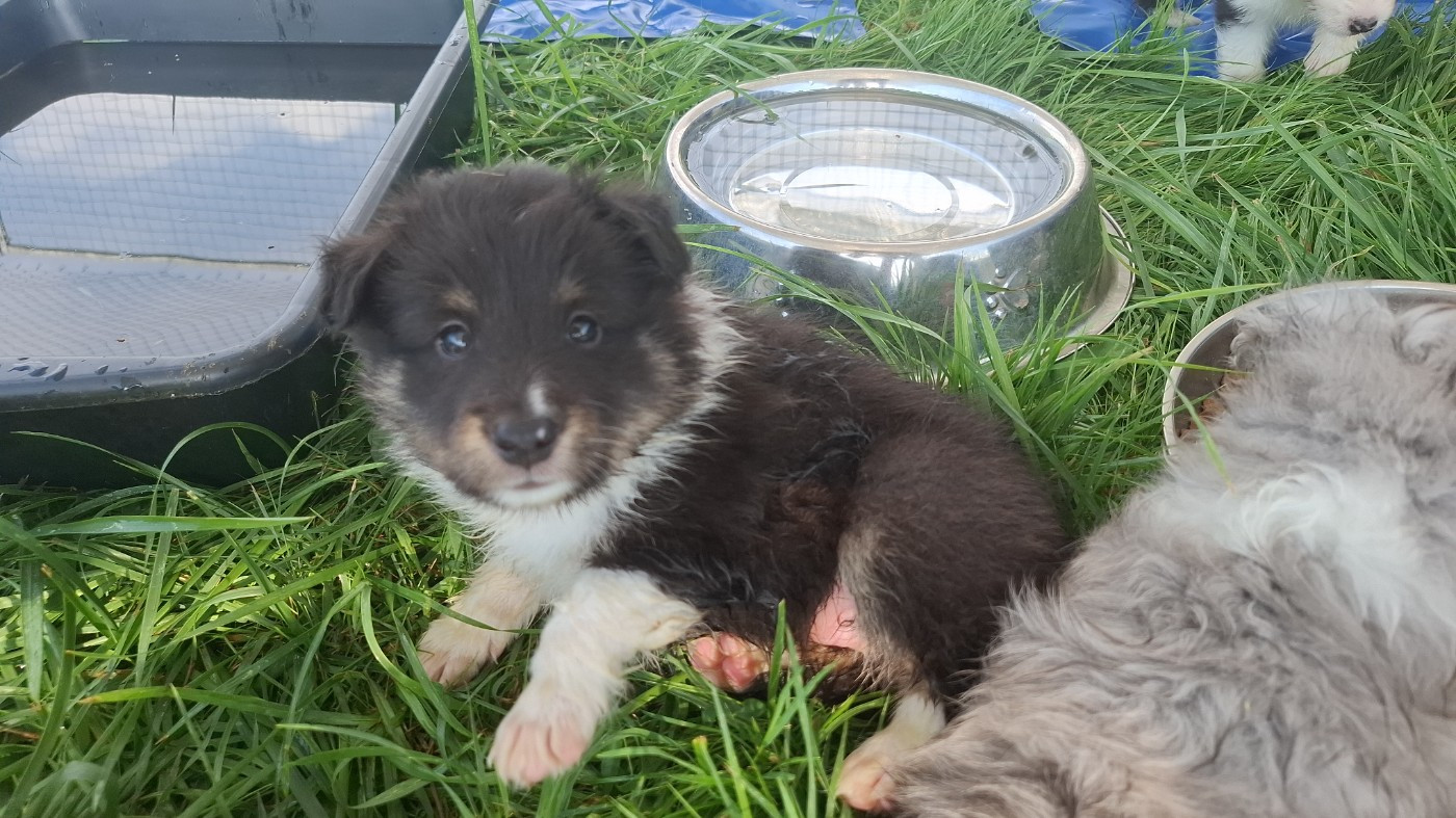 Of Chiprey's Hamlet - Chiots disponibles - Shetland Sheepdog