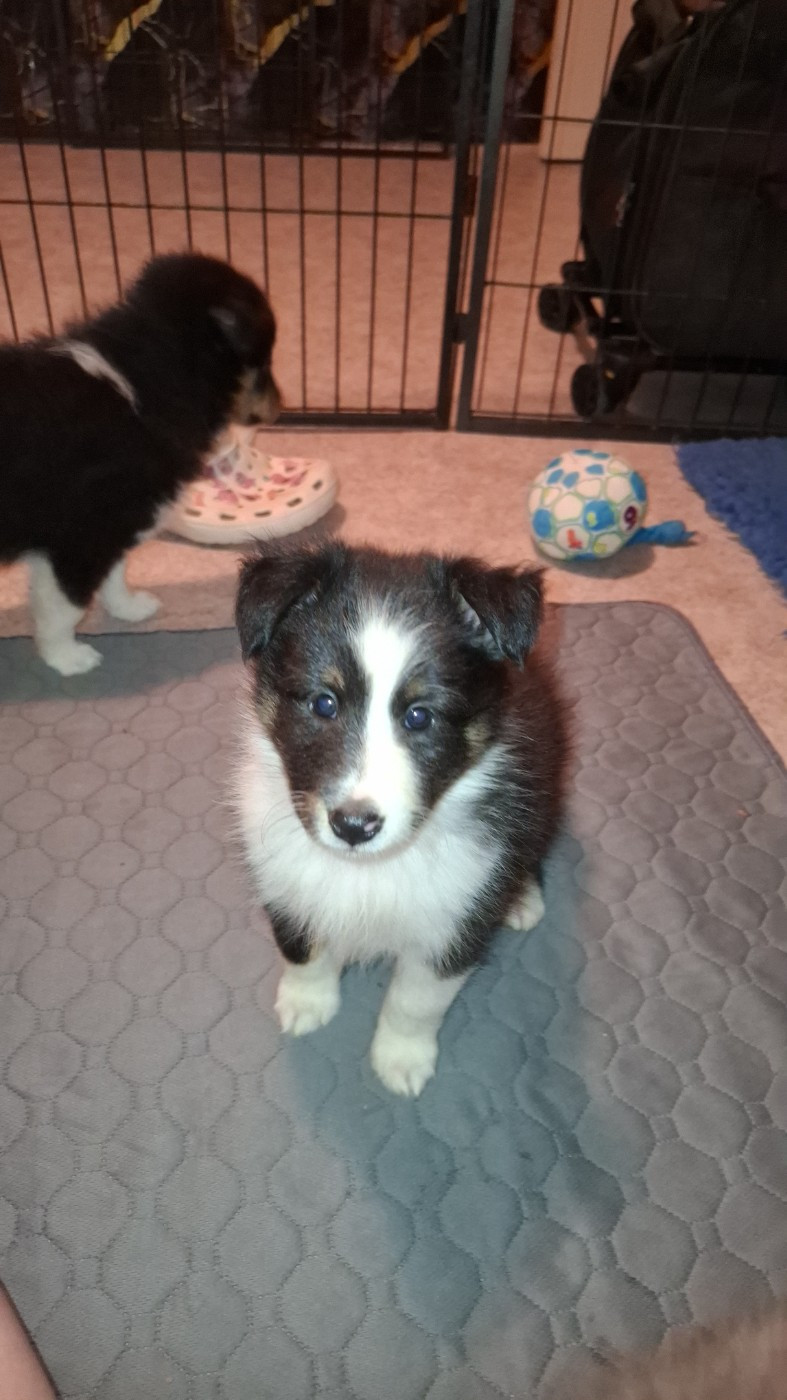 Of Chiprey's Hamlet - Chiots disponibles - Shetland Sheepdog