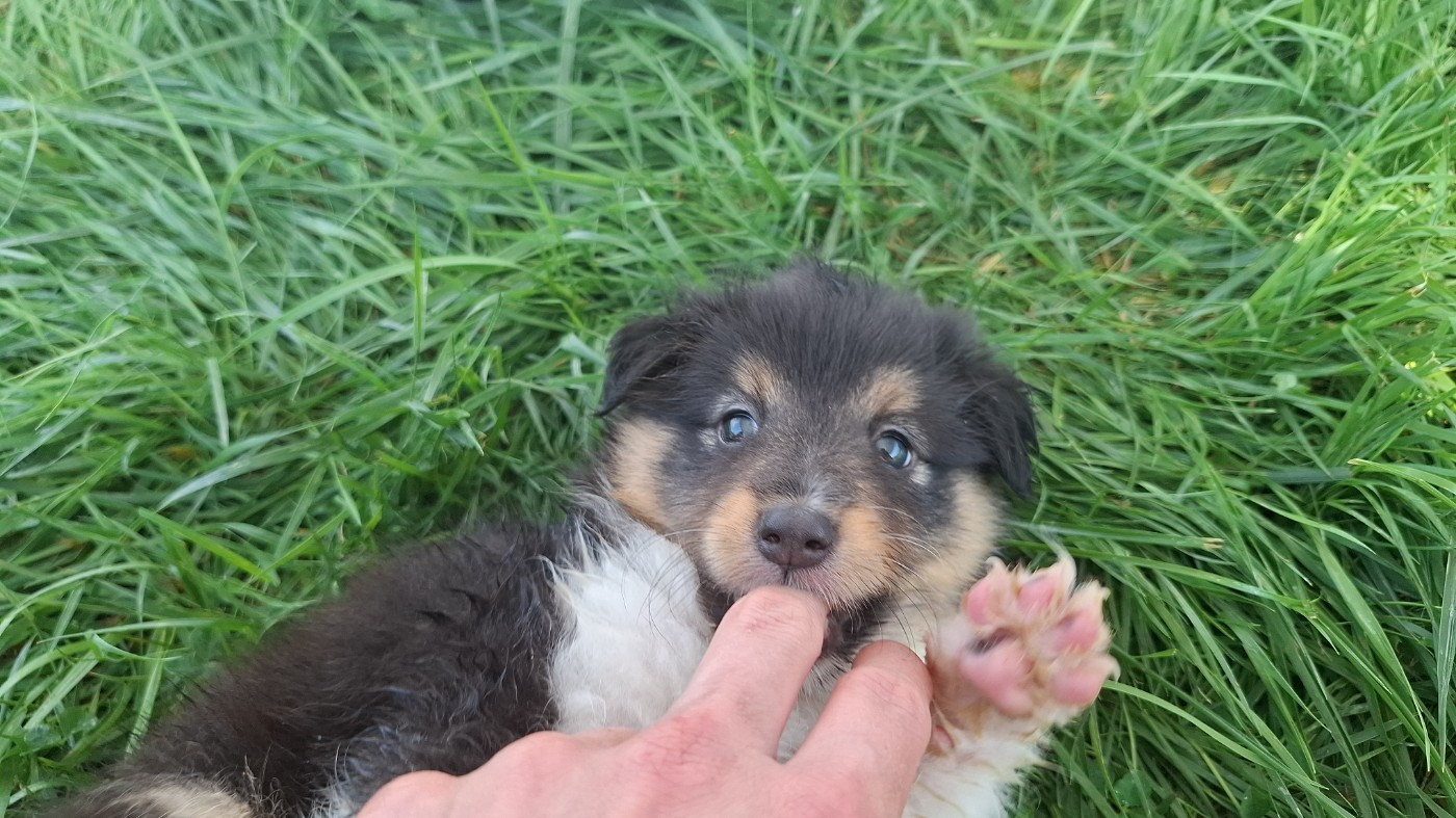 Of Chiprey's Hamlet - Chiots disponibles - Shetland Sheepdog