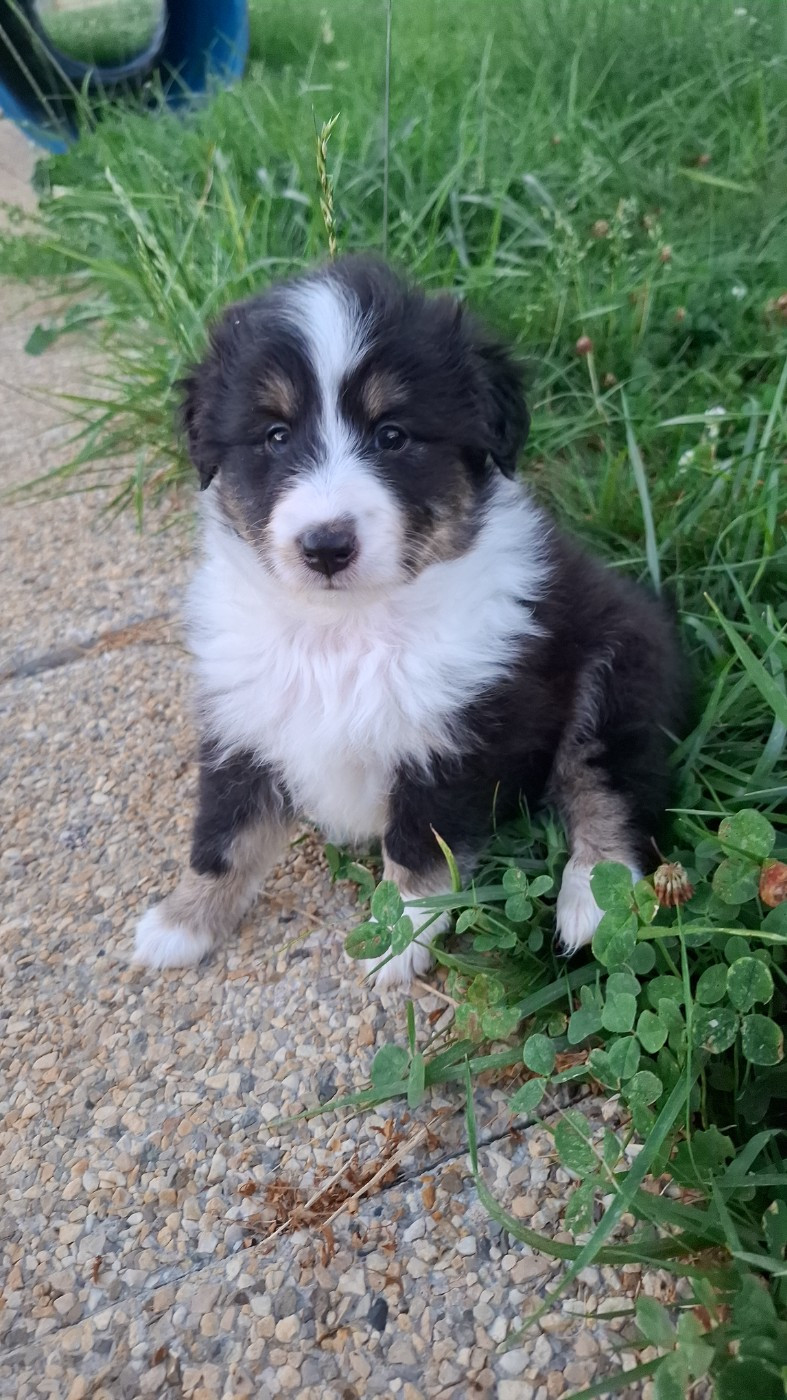 Of Chiprey's Hamlet - Chiots disponibles - Shetland Sheepdog