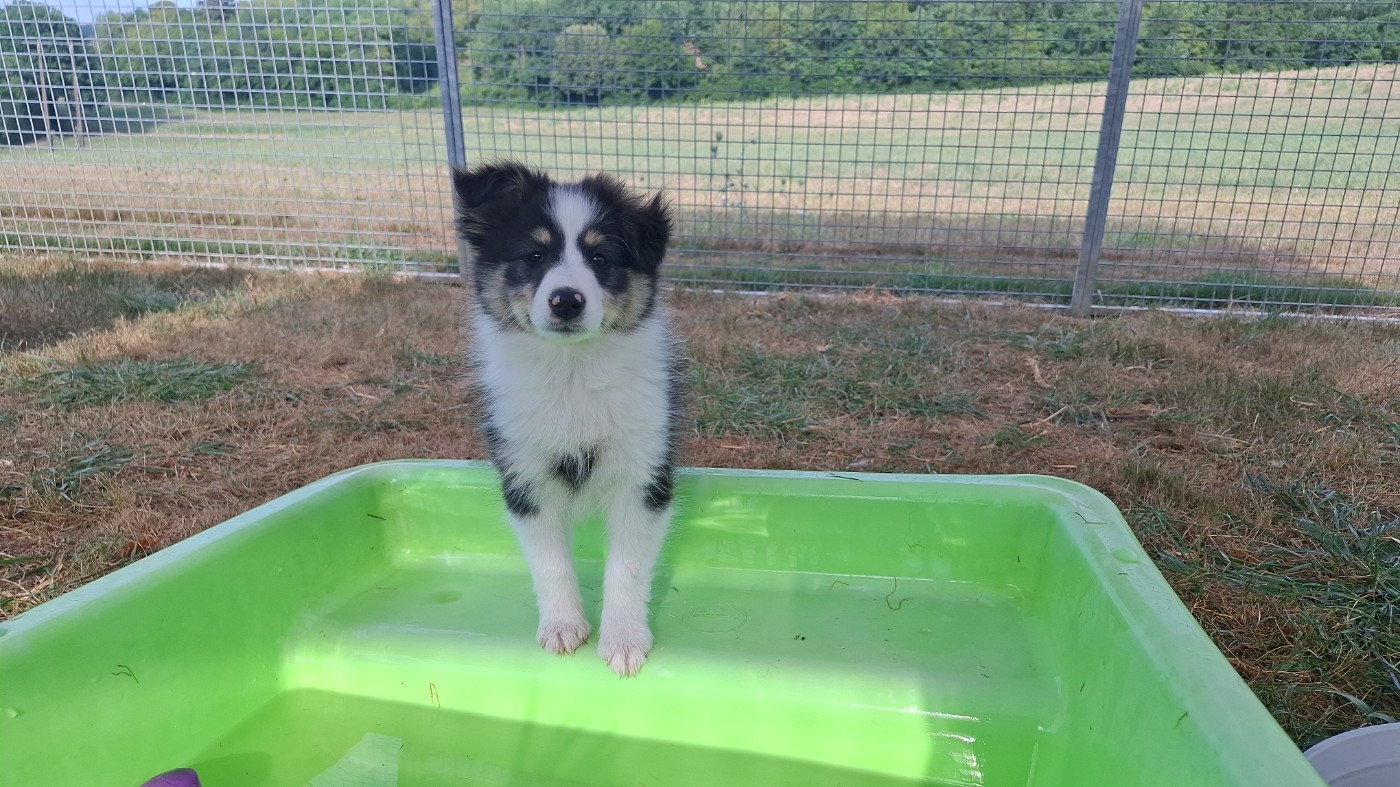 Of Chiprey's Hamlet - Chiots disponibles - Shetland Sheepdog