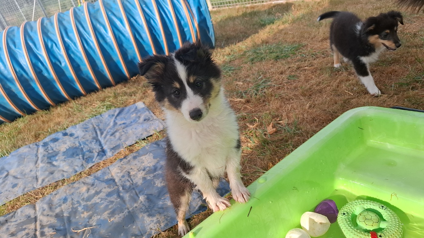 Of Chiprey's Hamlet - Chiots disponibles - Shetland Sheepdog