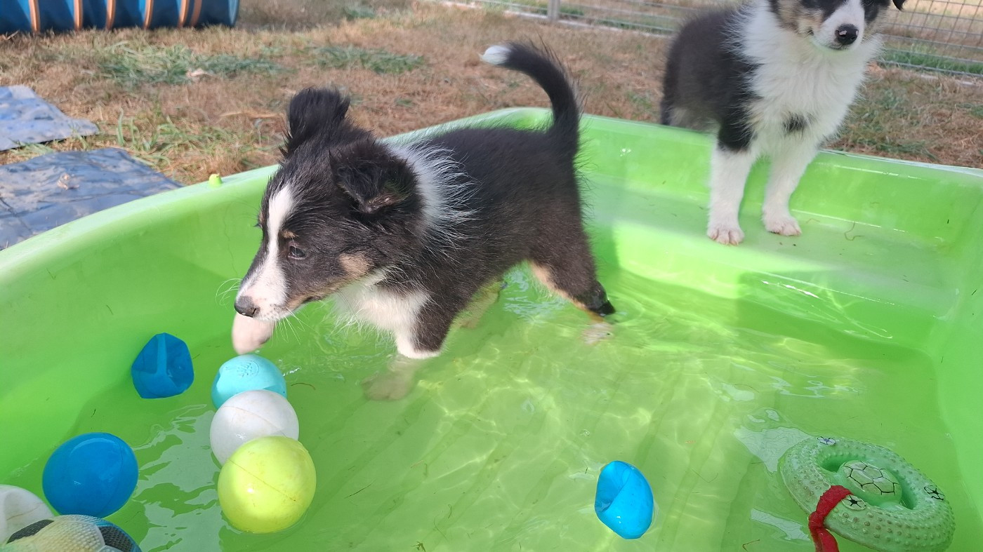 Of Chiprey's Hamlet - Chiots disponibles - Shetland Sheepdog