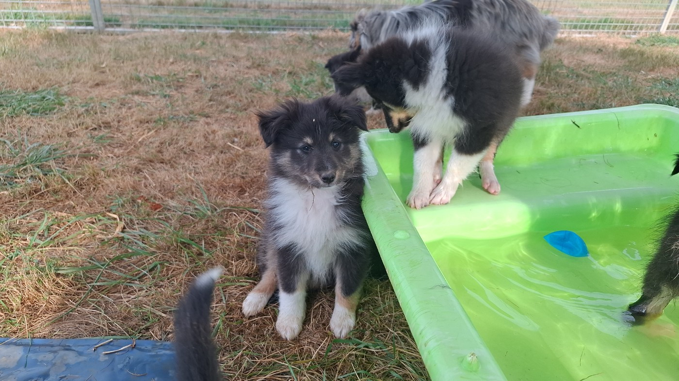 Of Chiprey's Hamlet - Chiots disponibles - Shetland Sheepdog
