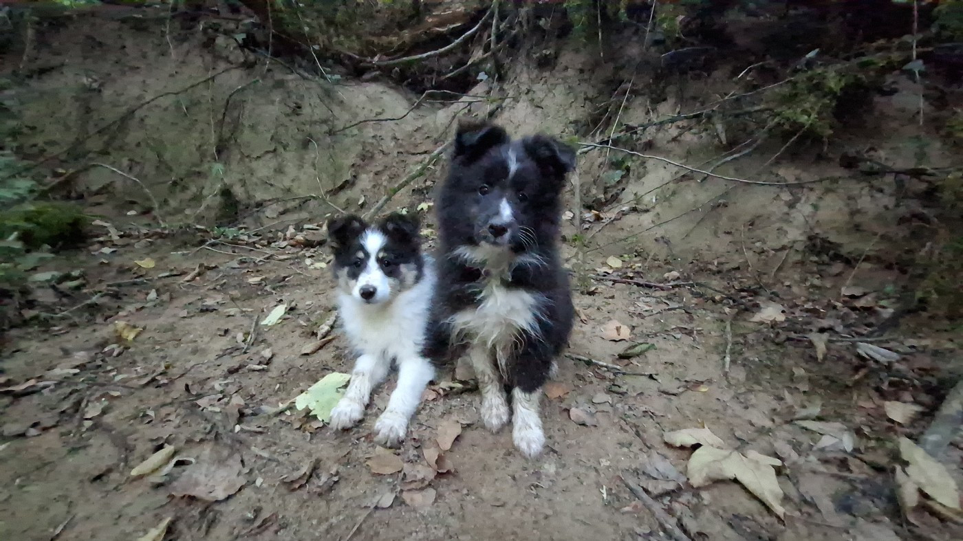 Of Chiprey's Hamlet - Chiots disponibles - Shetland Sheepdog