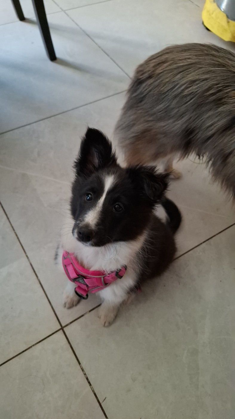 Of Chiprey's Hamlet - Chiots disponibles - Shetland Sheepdog