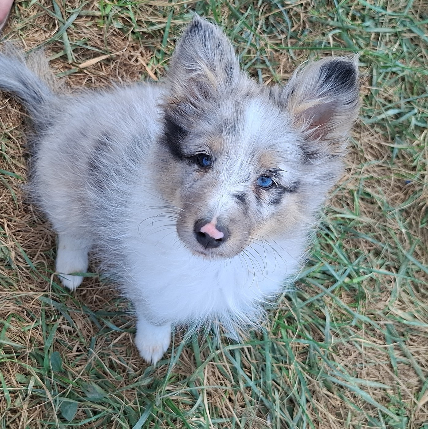 Of Chiprey's Hamlet - Chiots disponibles - Shetland Sheepdog