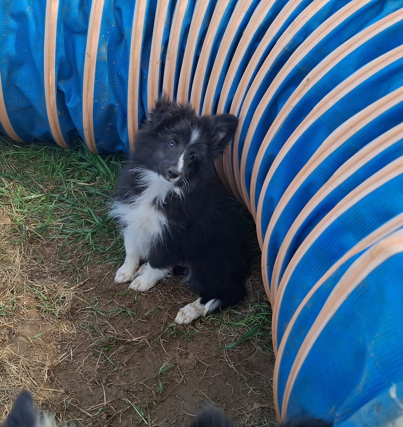 Of Chiprey's Hamlet - Chiots disponibles - Shetland Sheepdog