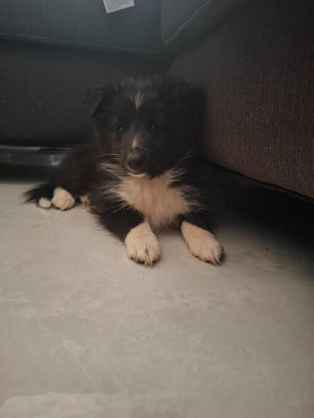 Of Chiprey's Hamlet - Chiots disponibles - Shetland Sheepdog
