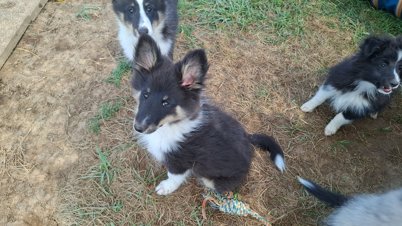 Of Chiprey's Hamlet - Chiots disponibles - Shetland Sheepdog