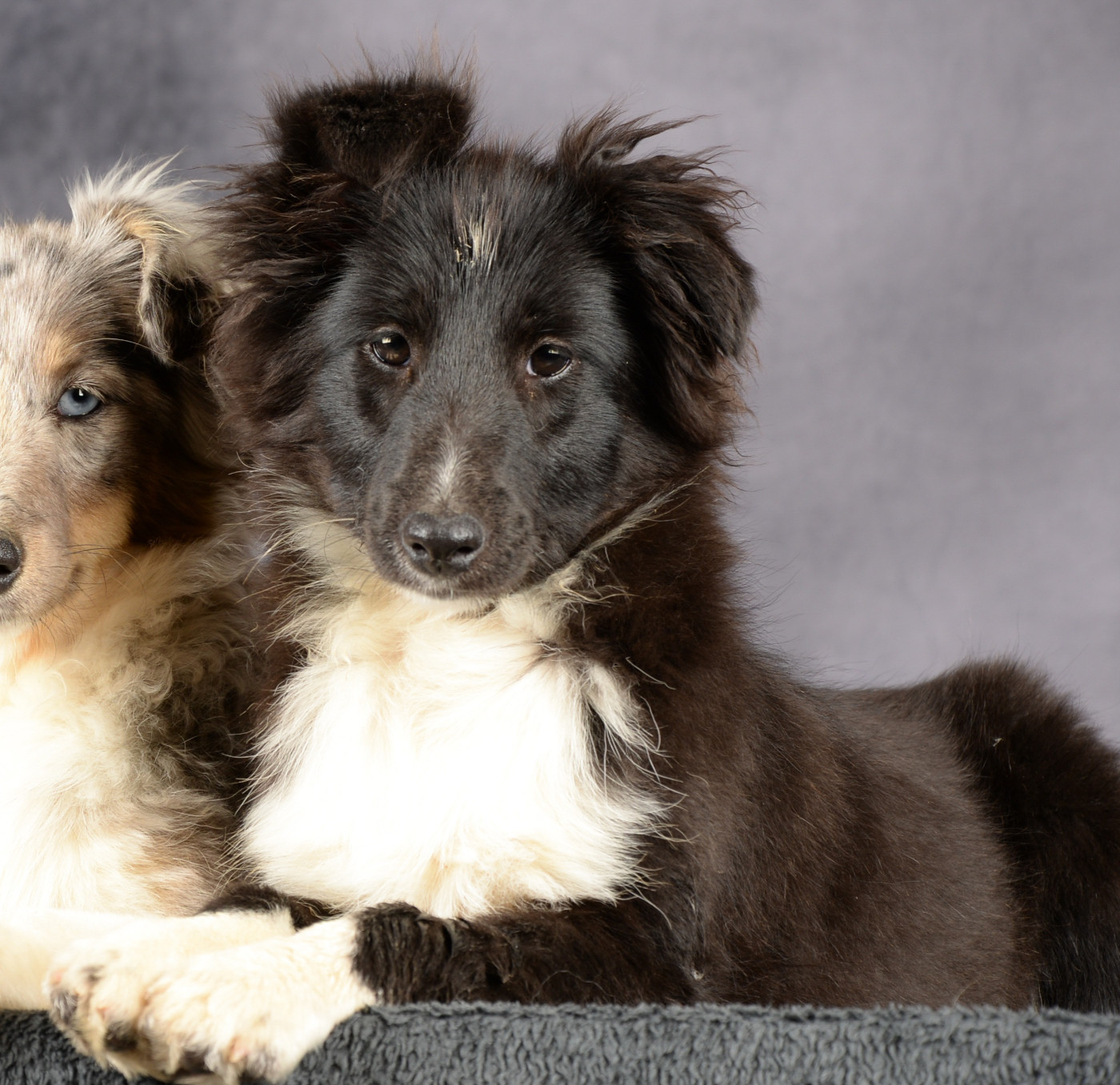 Of Chiprey's Hamlet - Chiots disponibles - Shetland Sheepdog