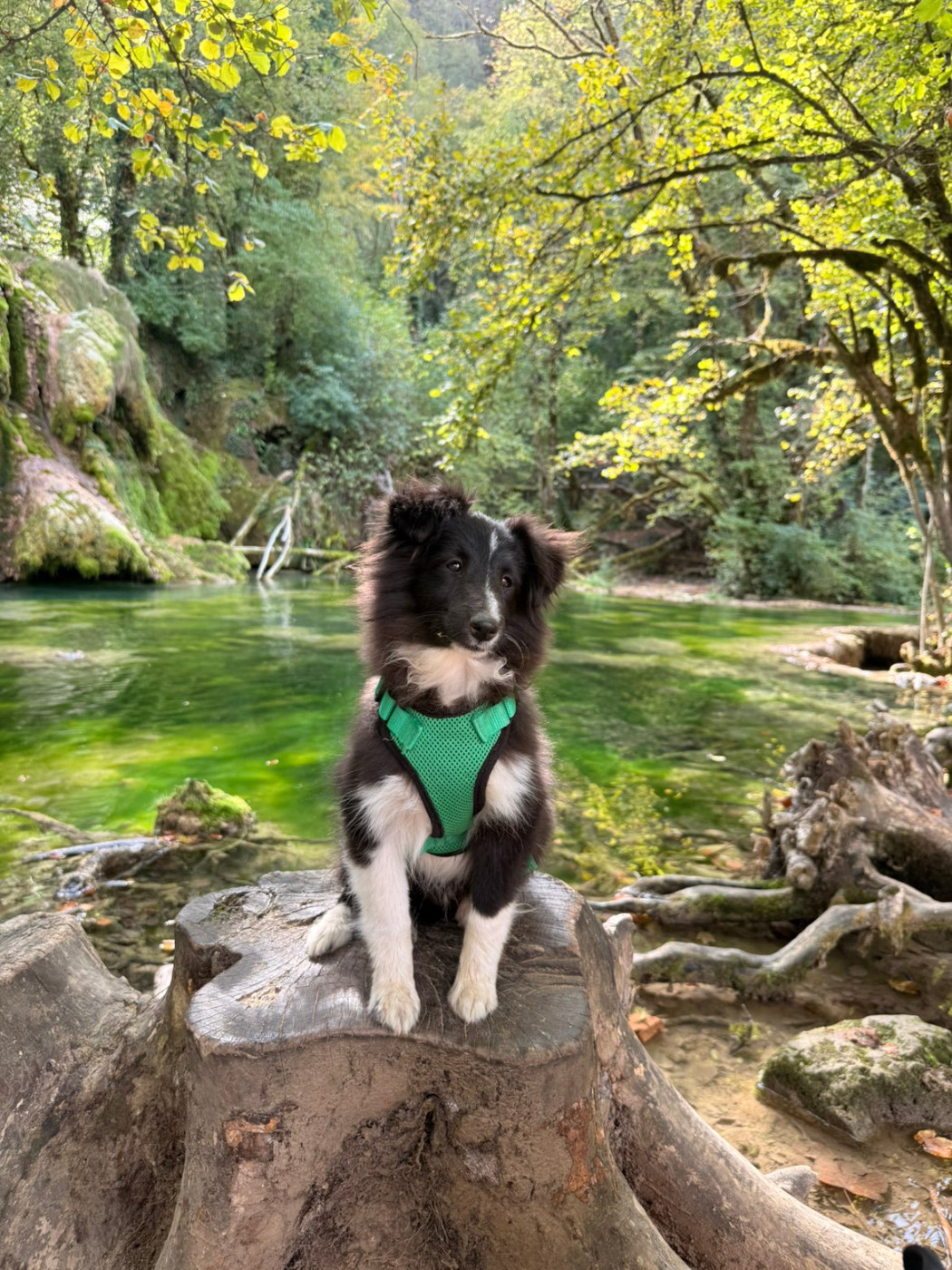 Of Chiprey's Hamlet - Chiots disponibles - Shetland Sheepdog