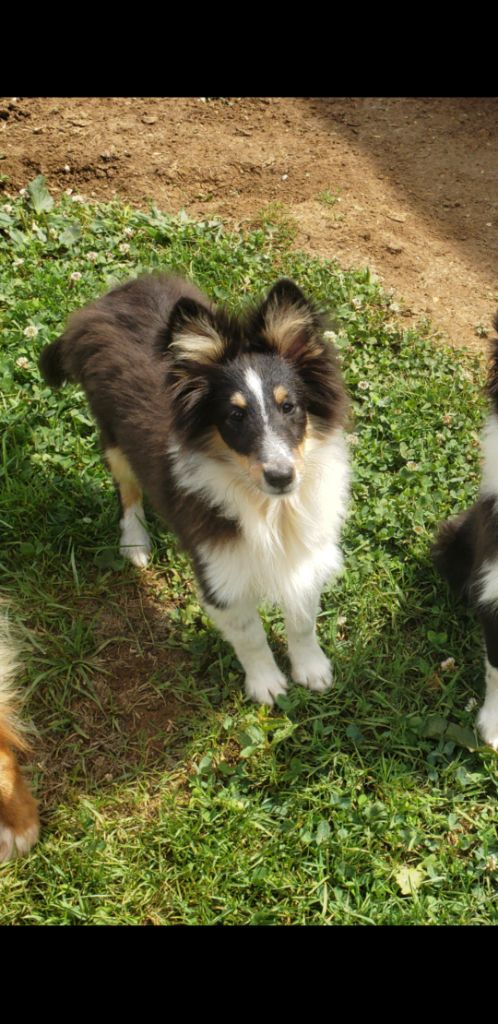Of Chiprey's Hamlet - Chiots disponibles - Shetland Sheepdog
