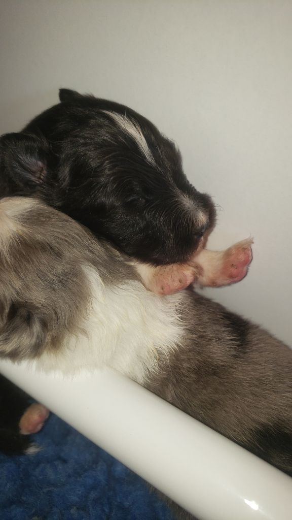 Of Chiprey's Hamlet - Chiots disponibles - Shetland Sheepdog