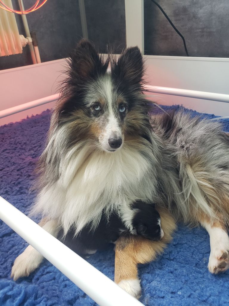 Of Chiprey's Hamlet - Shetland Sheepdog - Portée née le 13/04/2025