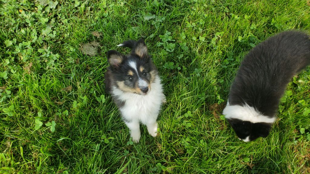 Of Chiprey's Hamlet - Chiots disponibles - Shetland Sheepdog
