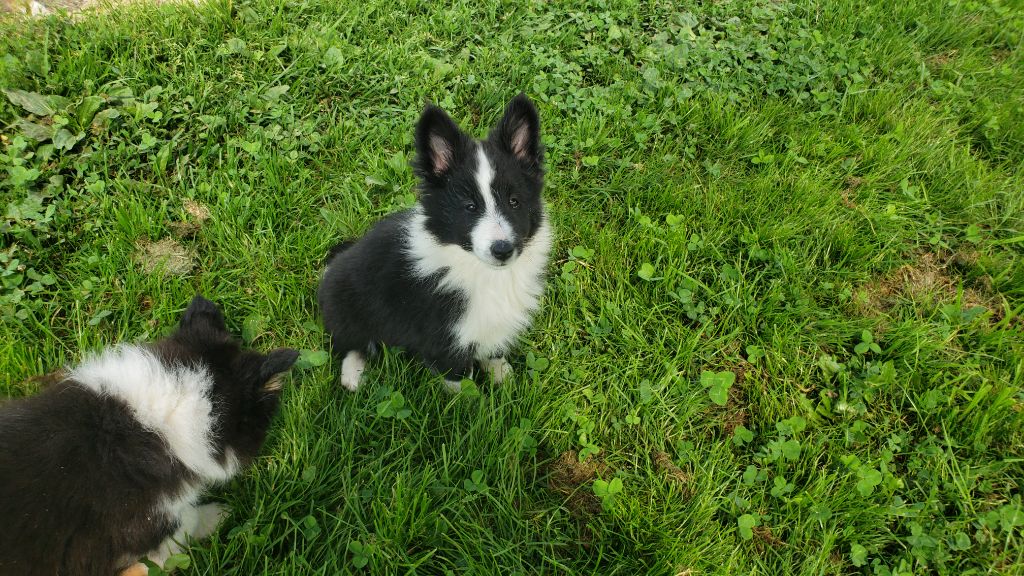 Of Chiprey's Hamlet - Chiots disponibles - Shetland Sheepdog
