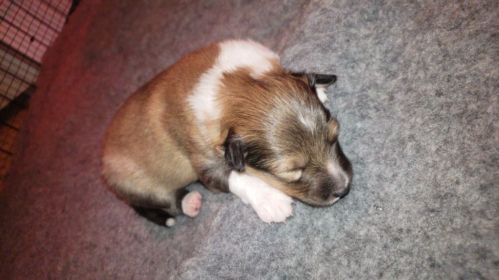 Of Chiprey's Hamlet - Chiots disponibles - Shetland Sheepdog