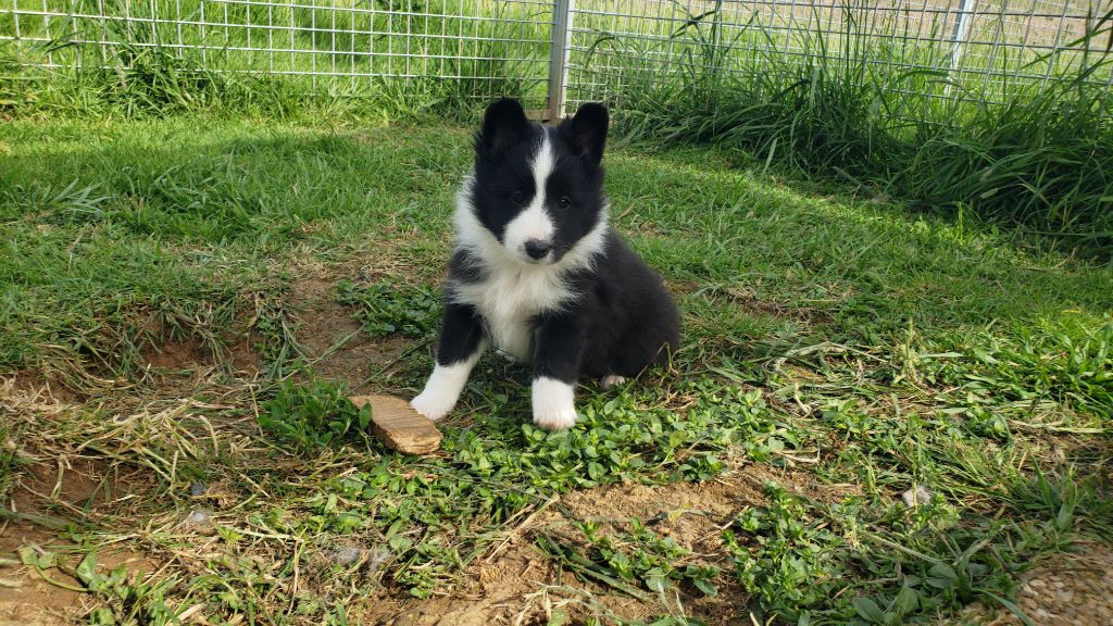 Of Chiprey's Hamlet - Chiots disponibles - Shetland Sheepdog
