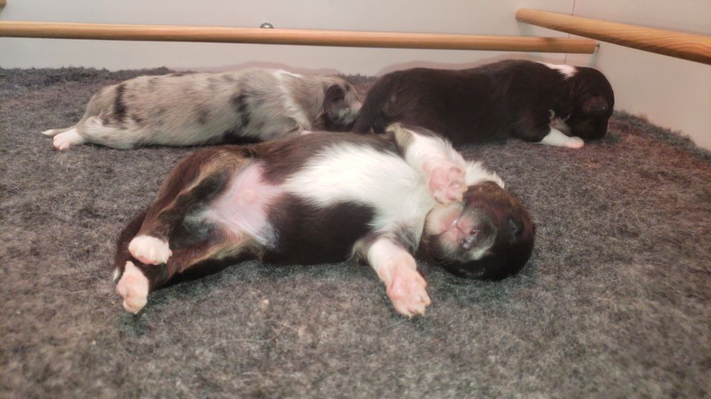 Of Chiprey's Hamlet - Chiots disponibles - Shetland Sheepdog